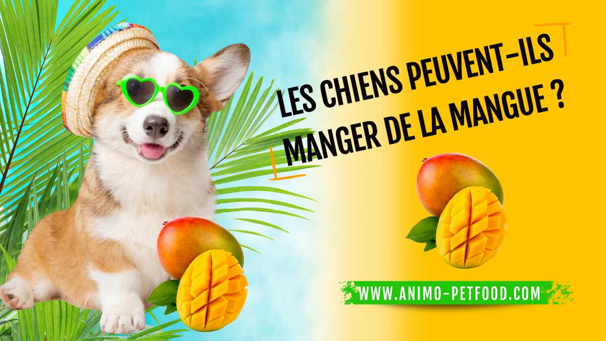 les-chiens-peuvent-ils-manger-de-la-mangue